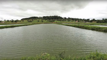 A photograph of ponds used for the farming of paiche.